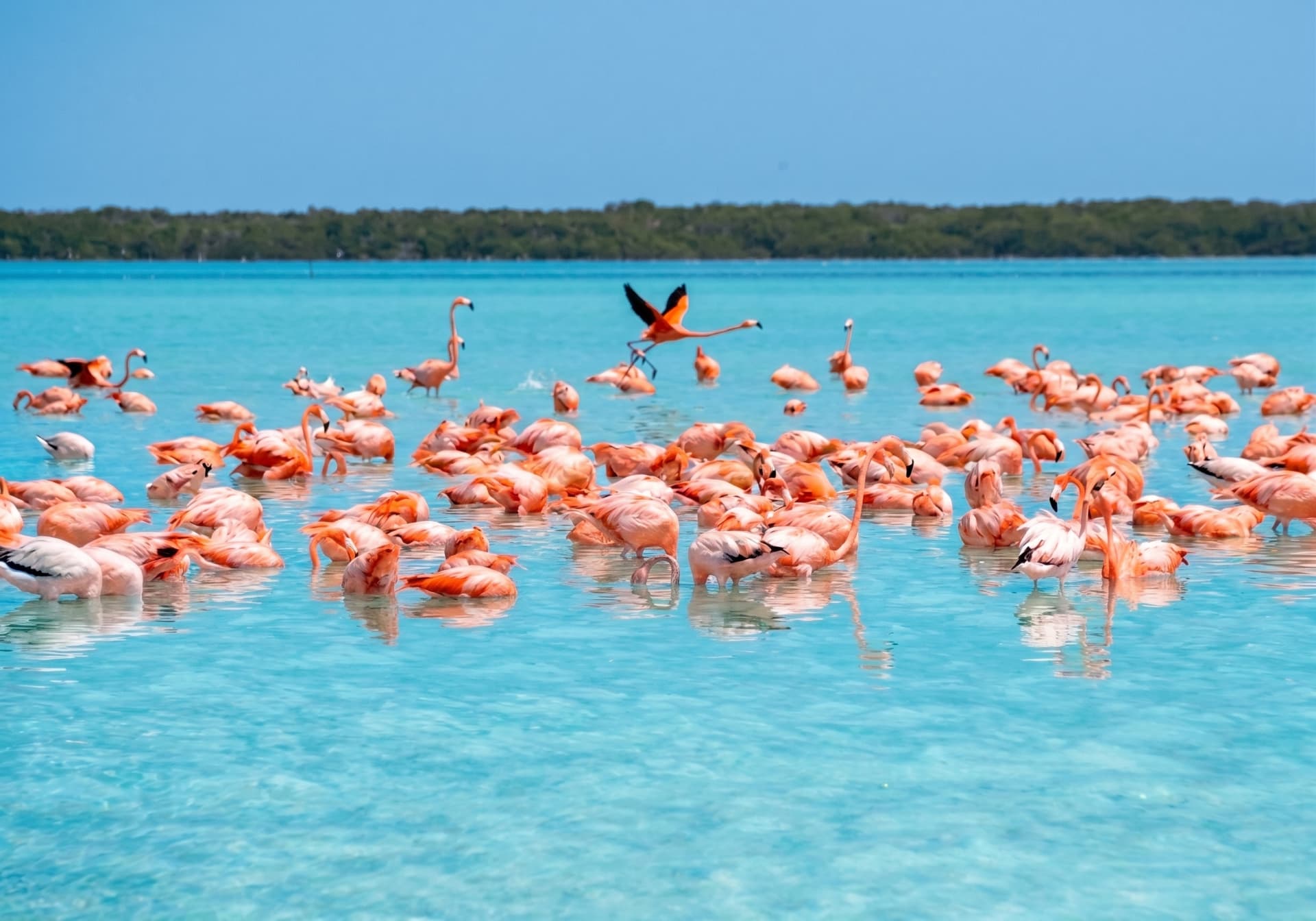 Flamencos rosados en la costa de Yucatán